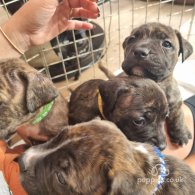 Cane Corso - Both