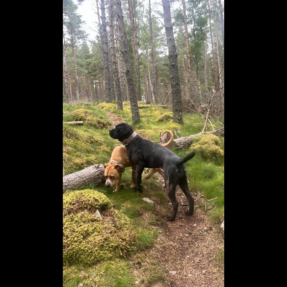 Cane Corso - Both