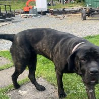 Cane Corso - Both