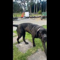 Cane Corso - Both