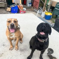 Cane Corso - Both