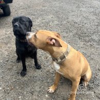 Cane Corso - Both