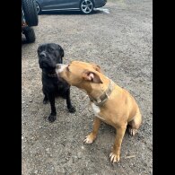 Cane Corso - Both