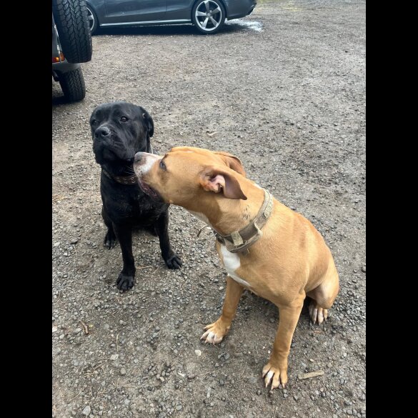 Cane Corso - Both