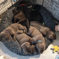 Cane Corso - Bitches