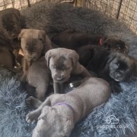 Cane Corso - Bitches