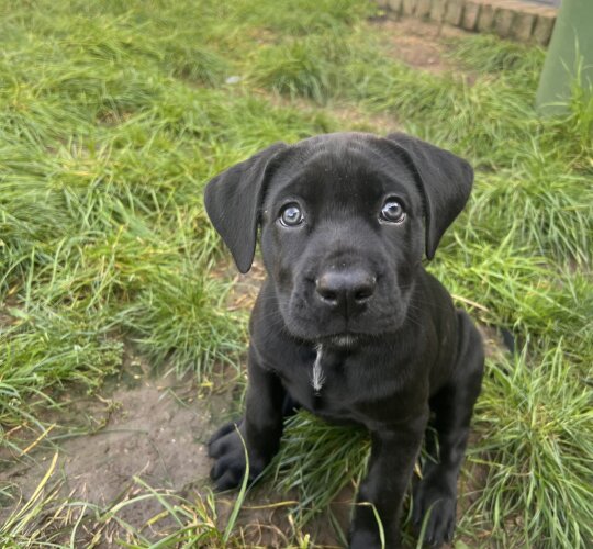 Cane Corso