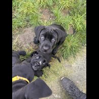 Cane Corso - Both