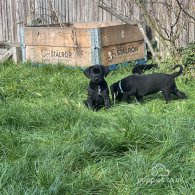 Cane Corso - Both