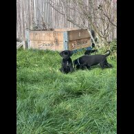 Cane Corso - Both