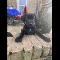 Cane Corso - Both