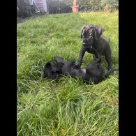 Cane Corso - Both