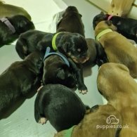 Cane Corso - Both