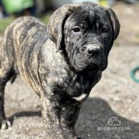 Cane Corso - Both