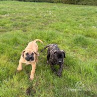 Cane Corso - Both