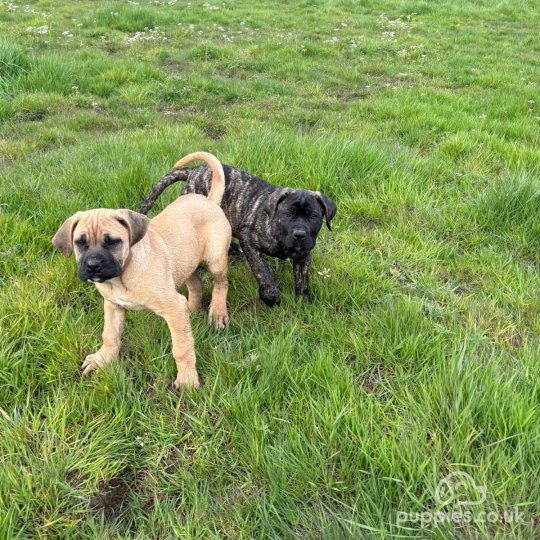 Cane Corso - Both