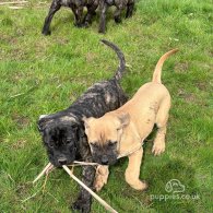 Cane Corso - Both