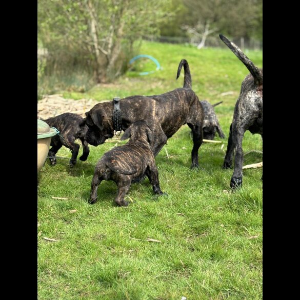 Cane Corso - Both