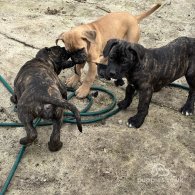 Cane Corso - Both