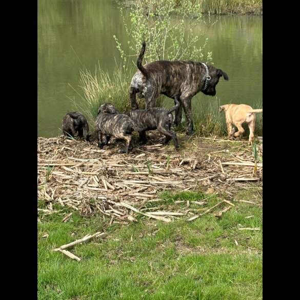 Cane Corso - Both