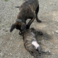 Cane Corso - Both