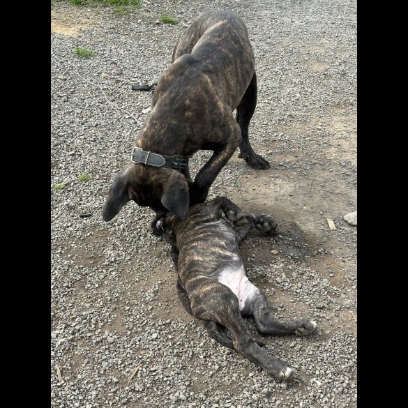 Cane Corso - Both