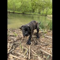 Cane Corso - Both