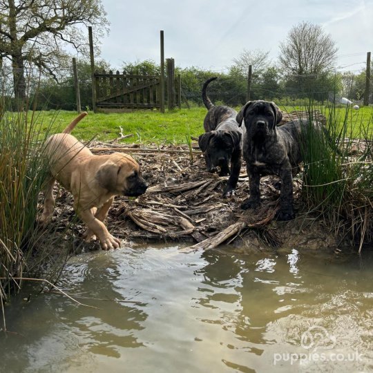 Cane Corso - Both