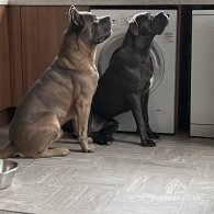 Cane Corso - Both