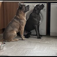 Cane Corso - Both