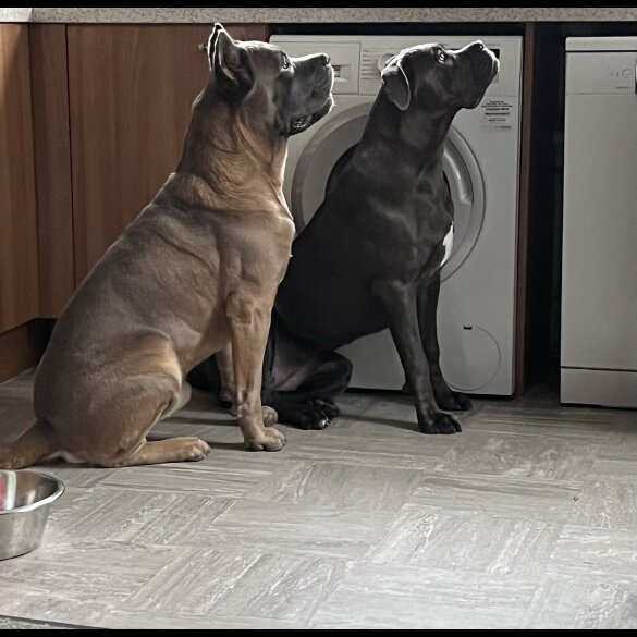 Cane Corso - Both