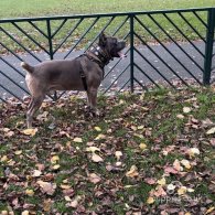 Cane Corso - Both