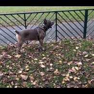 Cane Corso - Both