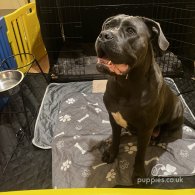 Cane Corso - Both