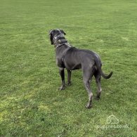 Cane Corso - Both