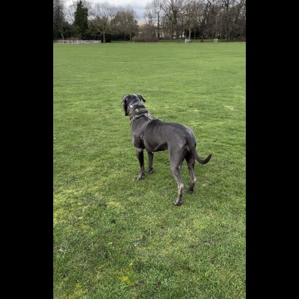 Cane Corso - Both