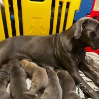 Cane Corso - Both