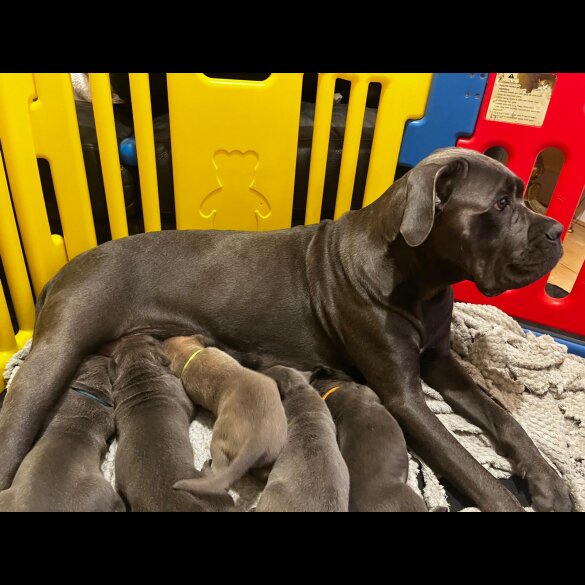 Cane Corso - Both