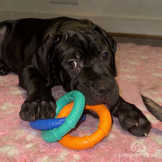 Cane Corso - Bitches