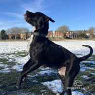 Cane Corso - Both