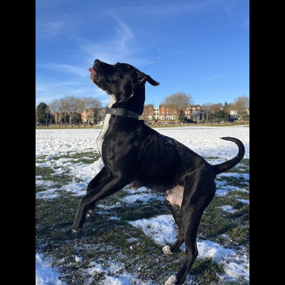 Cane Corso - Bitches