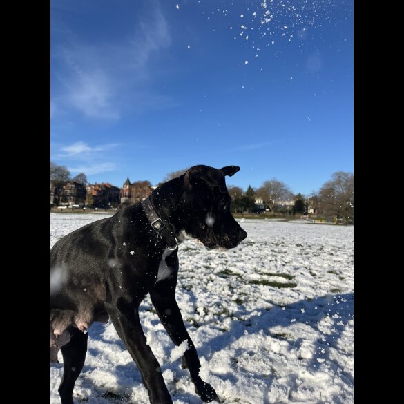 Cane Corso - Bitches