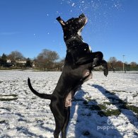 Cane Corso - Both