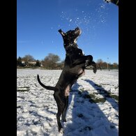 Cane Corso - Bitches