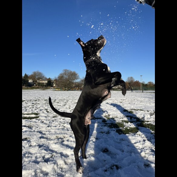 Cane Corso - Bitches