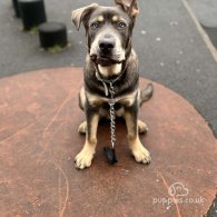 Cane Corso - Both