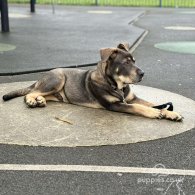 Cane Corso - Both