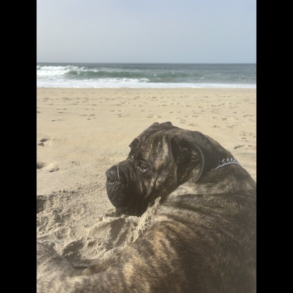 Cane Corso - Both