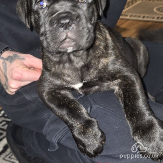 Cane Corso - Bitches