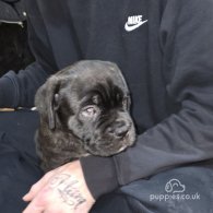 Cane Corso - Bitches